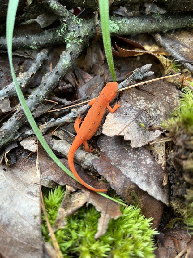 Small red eft on leaf litter and moss on the forest floor. 