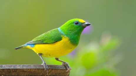 Bright green, blue, and y yellow bird