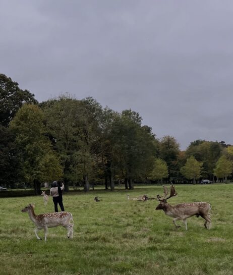 a meadow with several fallow deer and a young woman